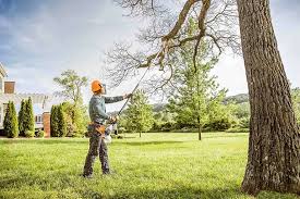 How Our Tree Care Process Works  in  Trinity, FL